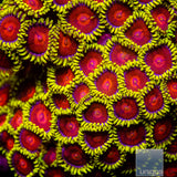 Unique Corals Greedo Zoanthid- Stock Frag 3 Polyp