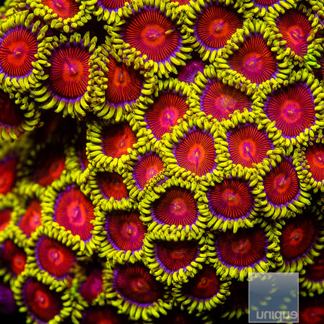 Unique Corals Greedo Zoanthid- Stock Frag 3 Polyp