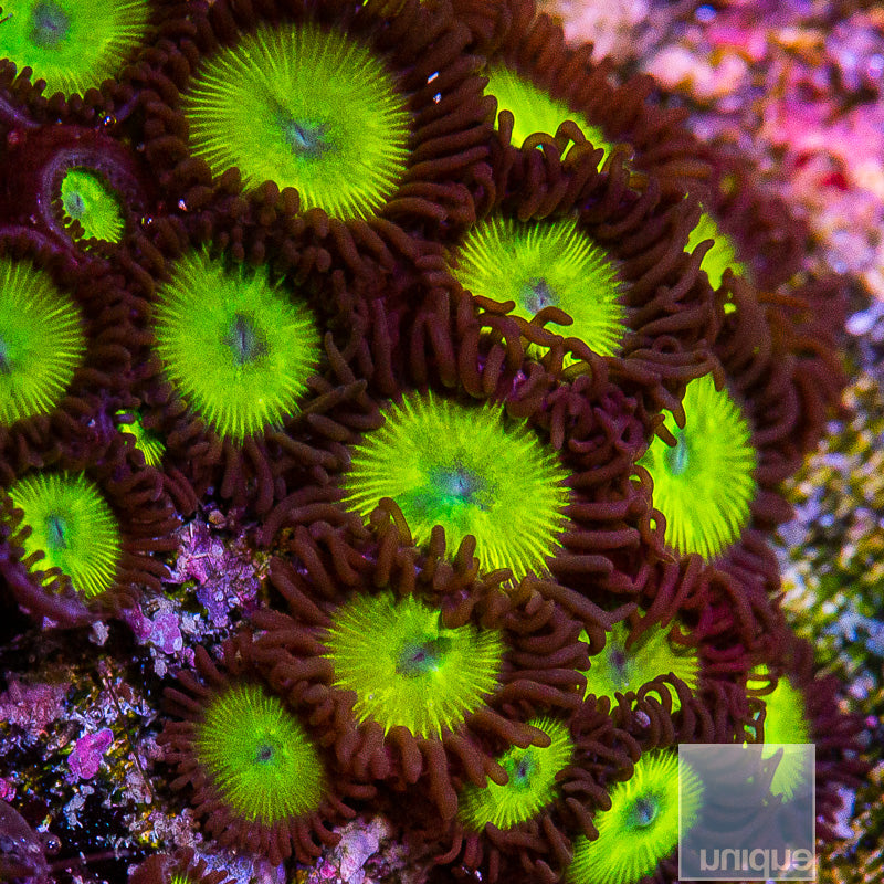 Unique Corals Green Apple Zoanthid-Stock