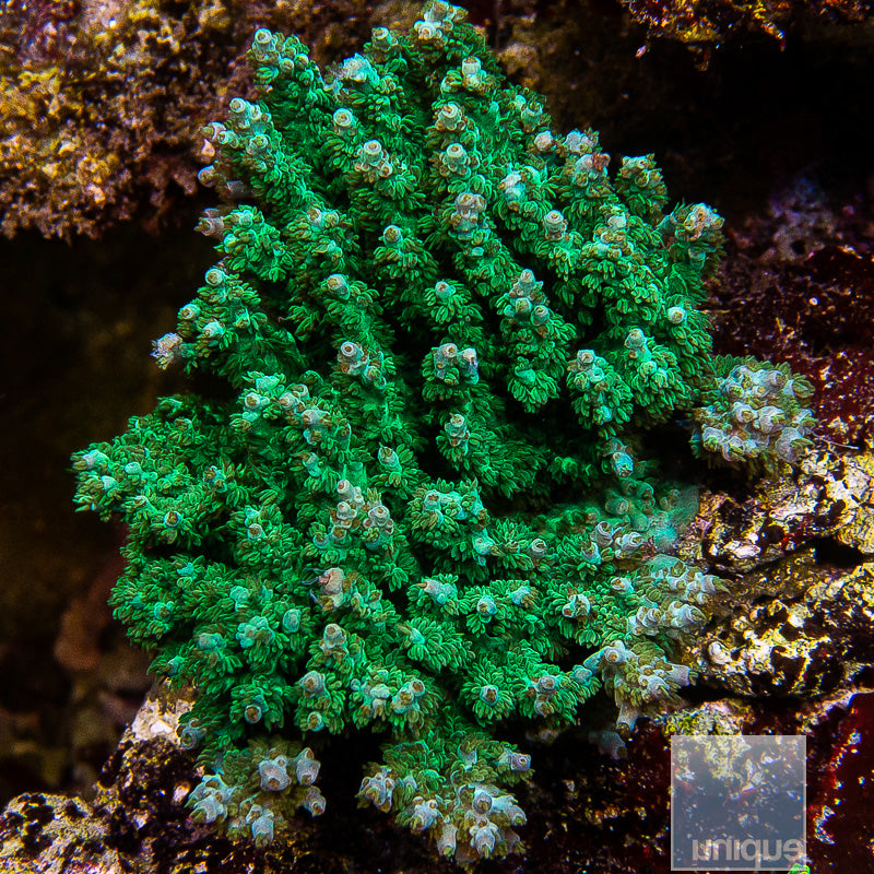 Unique Corals Green Ghost Acropora