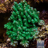 Unique Corals Green Ghost Acropora