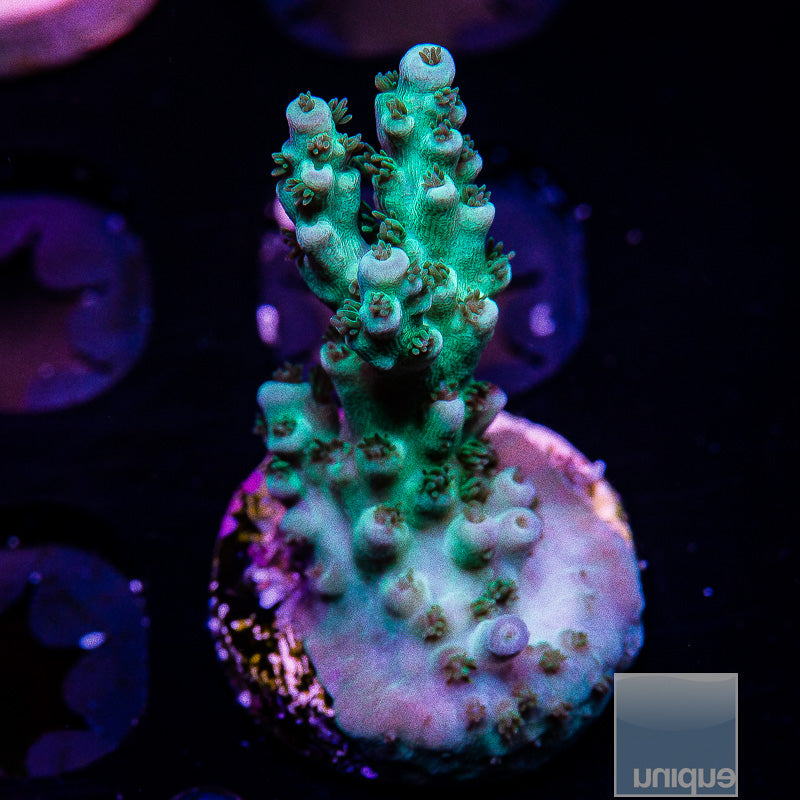 UC Green Ghost Acropora-WYSIWYG