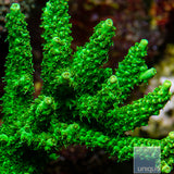 Unique Corals Green Planet Acropora