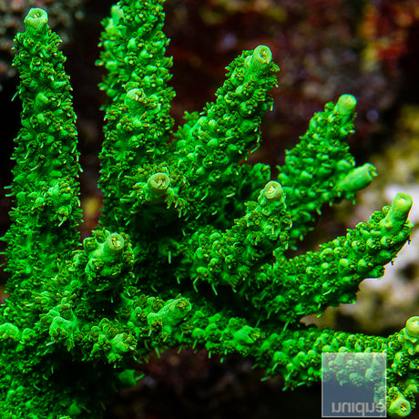 Unique Corals Green Planet Acropora