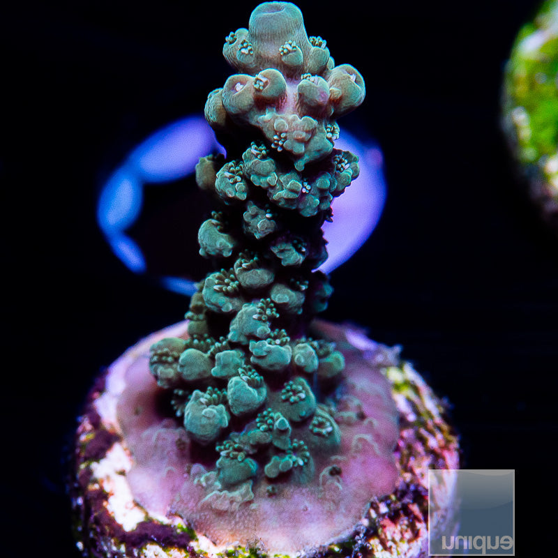 UC High Octane Acropora-WYSIWYG