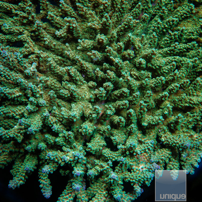 LATEST ARRIVALS Coral UniqueCorals – Tagged 