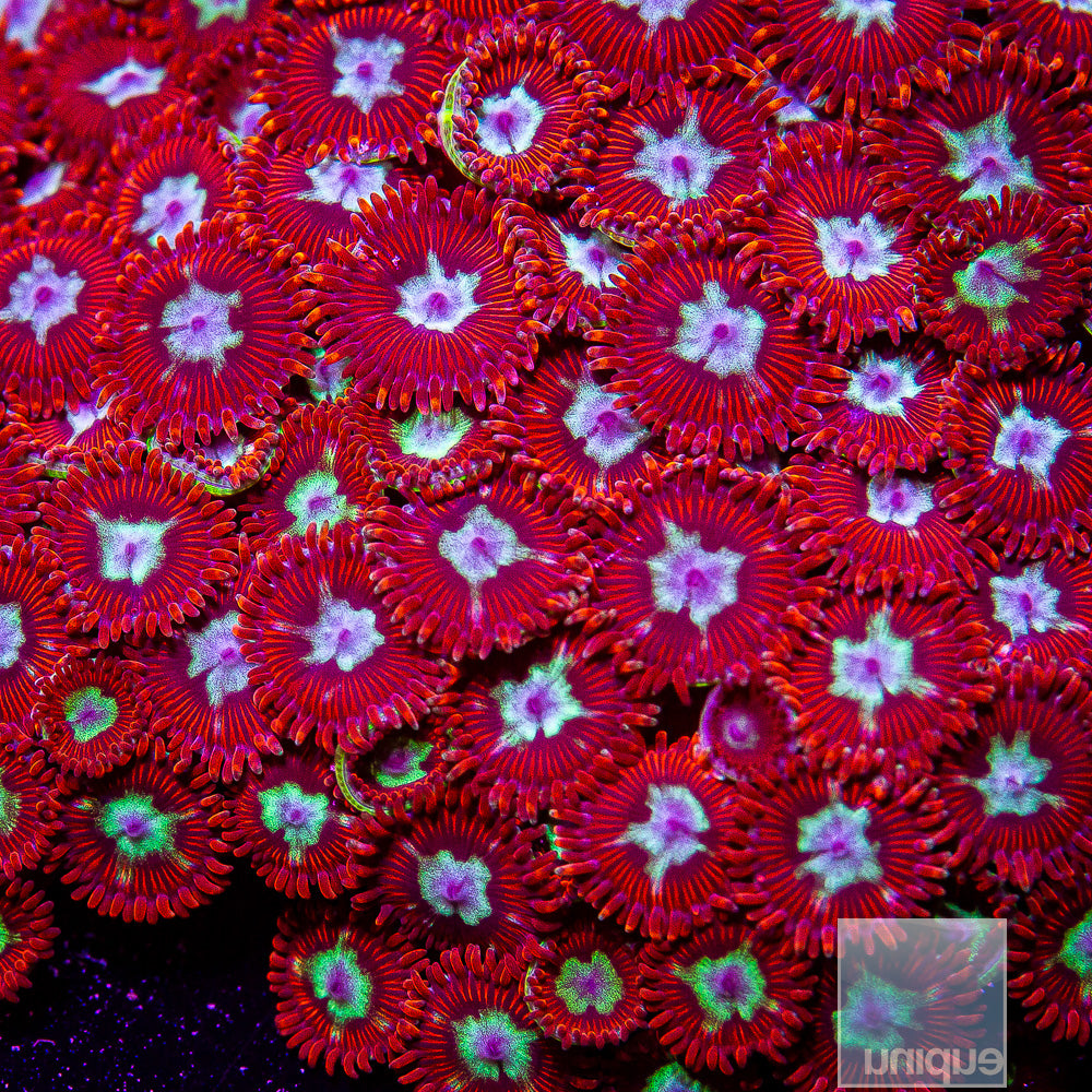 Unique Corals Hot Shot Zoanthid- Stock Frag 3 Polyp