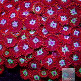 Unique Corals Hot Shot Zoanthid- Stock Frag 3 Polyp