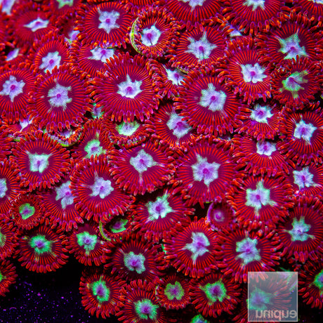 Unique Corals Hot Shot Zoanthid- Stock Frag 3 Polyp