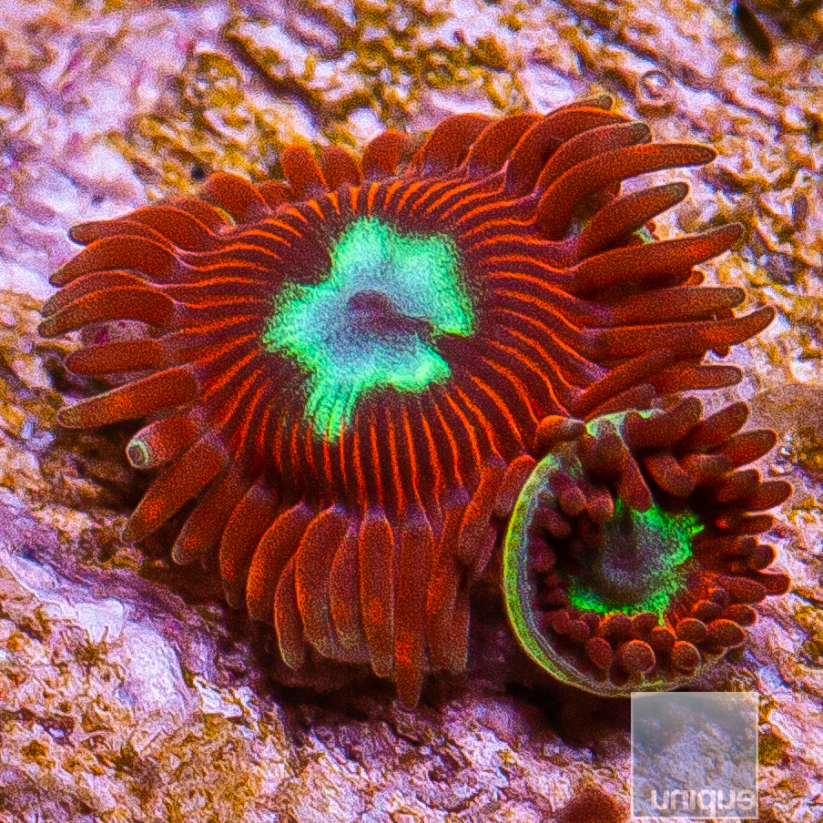 Unique Corals Hot Shot Zoanthid- Stock Frag 3 Polyp