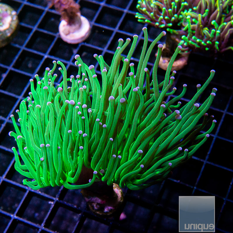 Unique Corals Hulk Torch double head-WYSIWYG