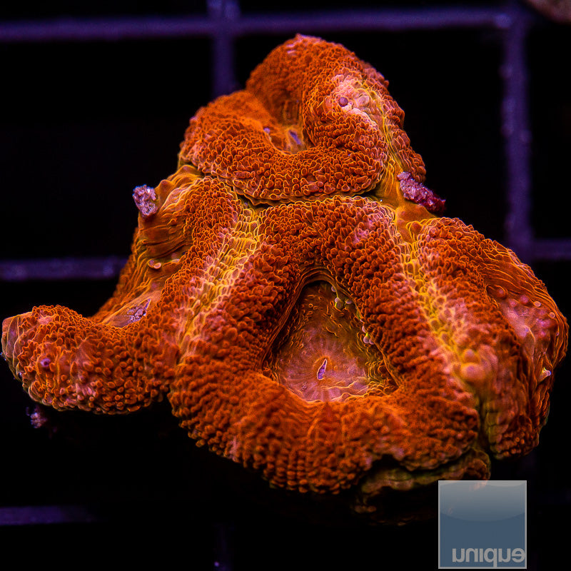 UC Ironman Acan Lord-WYSIWYG