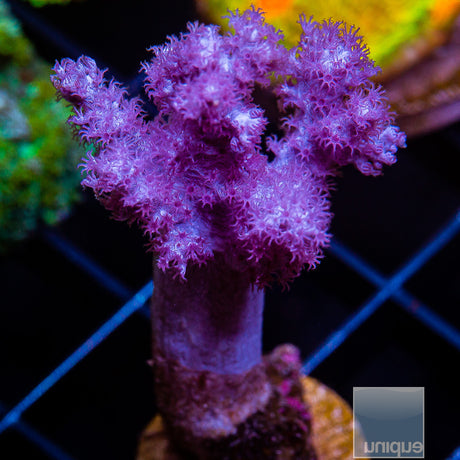 Unique Corals Pink Nepthea Koji Wada Stock Frag