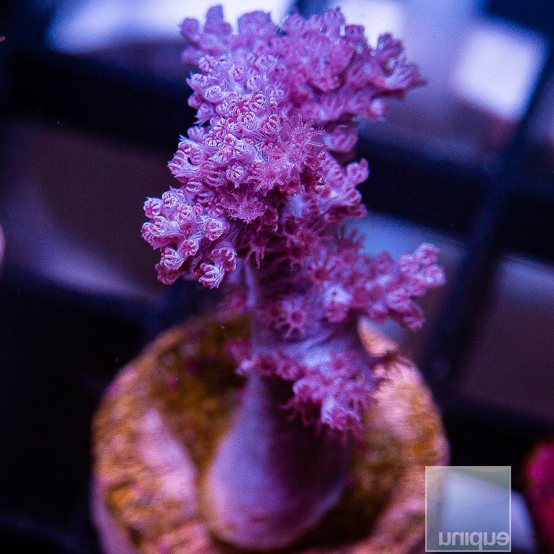Unique Corals Pink Nepthea Koji Wada Stock Frag