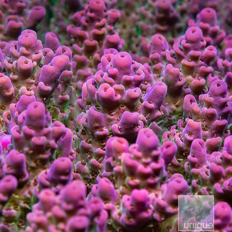 Unique Corals Lavender Lime Acropora