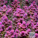 Unique Corals Lavender Lime Acropora