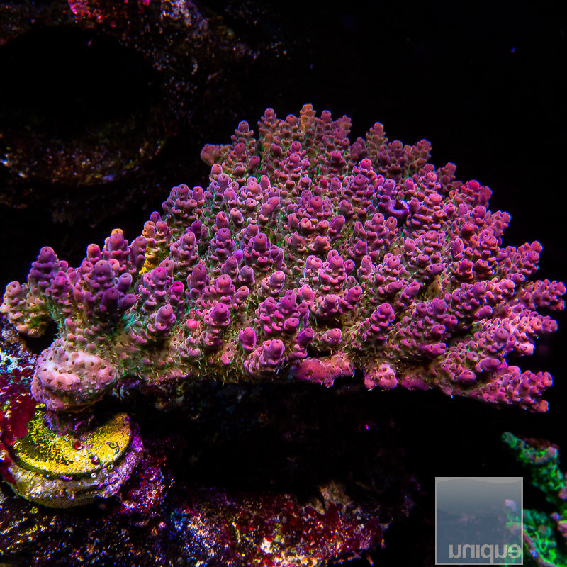 Unique Corals Lavender Lime Acropora