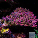 Unique Corals Lavender Lime Acropora