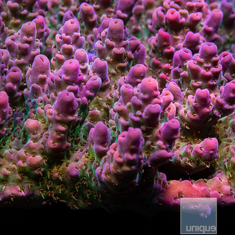 Unique Corals Lavender Lime Acropora