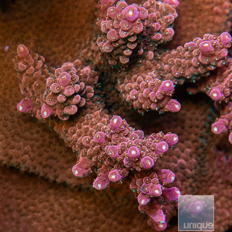 Unique Corals Mad Hatter Staghorn