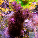 Unique Corals Medium Branch Fuzzy Gorgonian-Stock Frag