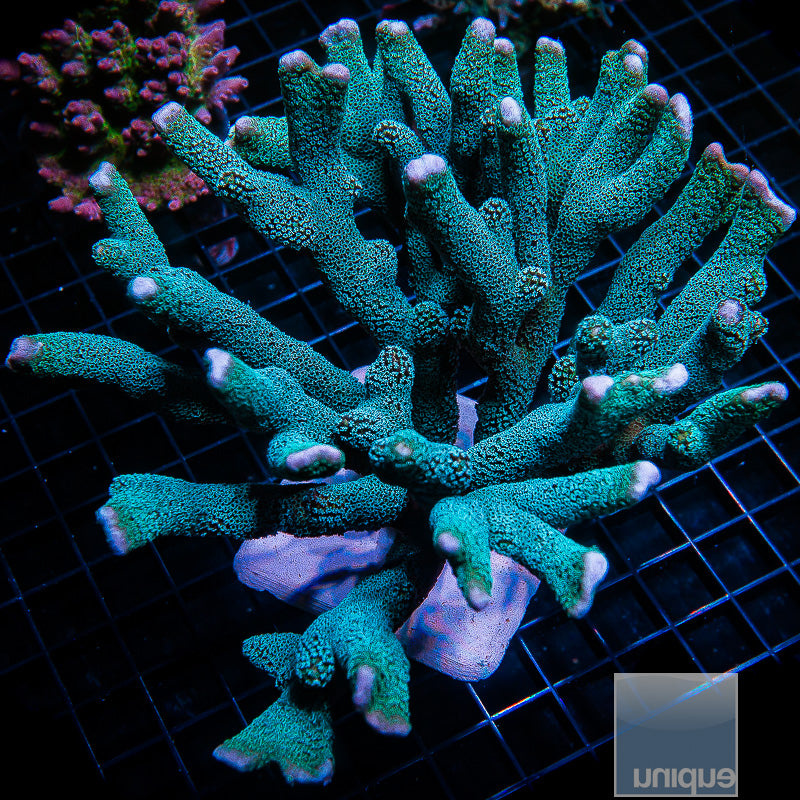 Montipora digitata- Unique Corals Metallic Blue Digitata- Stock Frag 1 ...