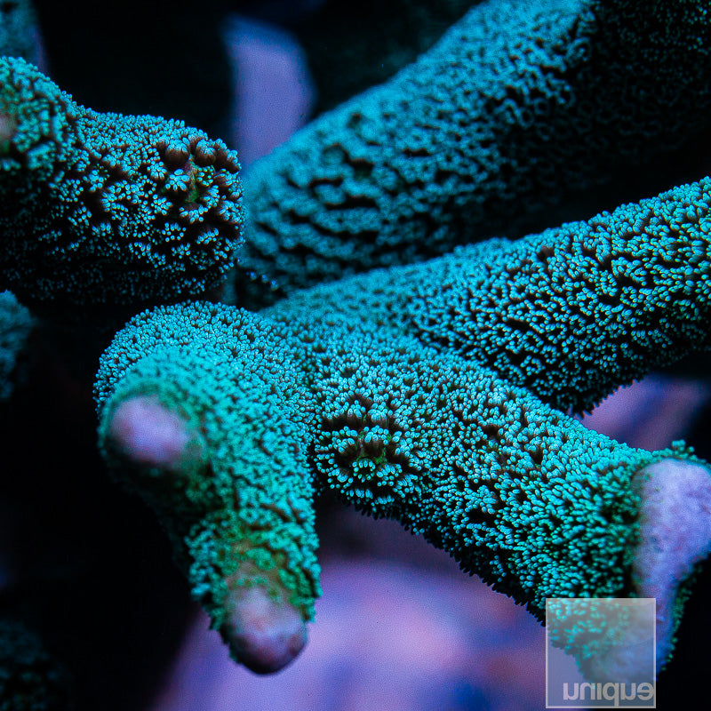 Montipora digitata- Unique Corals Metallic Blue Digitata- Stock Frag 1 ...