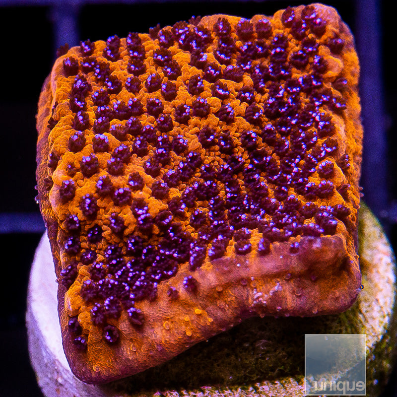 UC Mystic Montipora-WYSIWYG