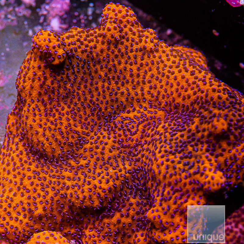 Unique Corals Mystic Sunset Montipora-Stock Frag