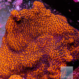 Unique Corals Mystic Sunset Montipora-Stock Frag