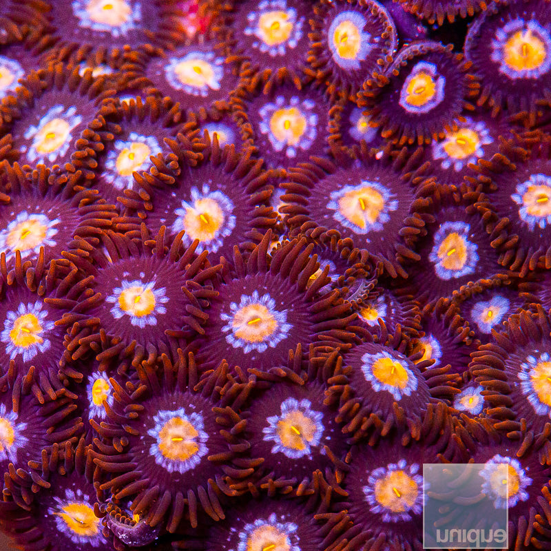Unique Corals Neutralyzer Zoanthid-Stock