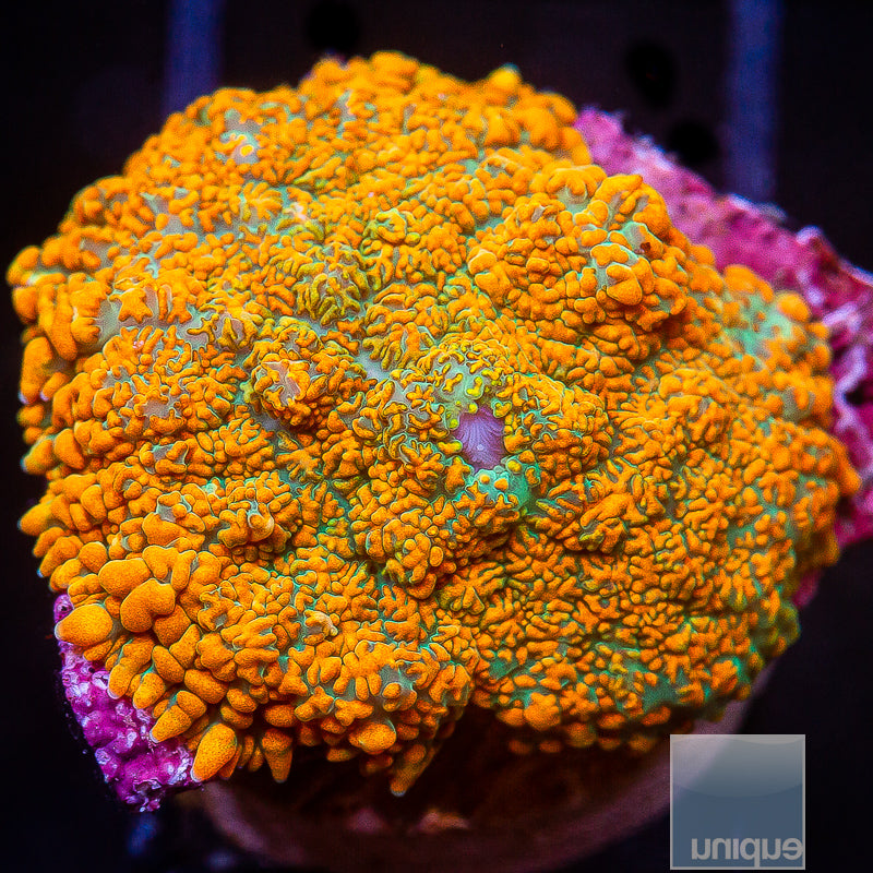 Candy crush mushroom colony live wysiwyg corals for sale online