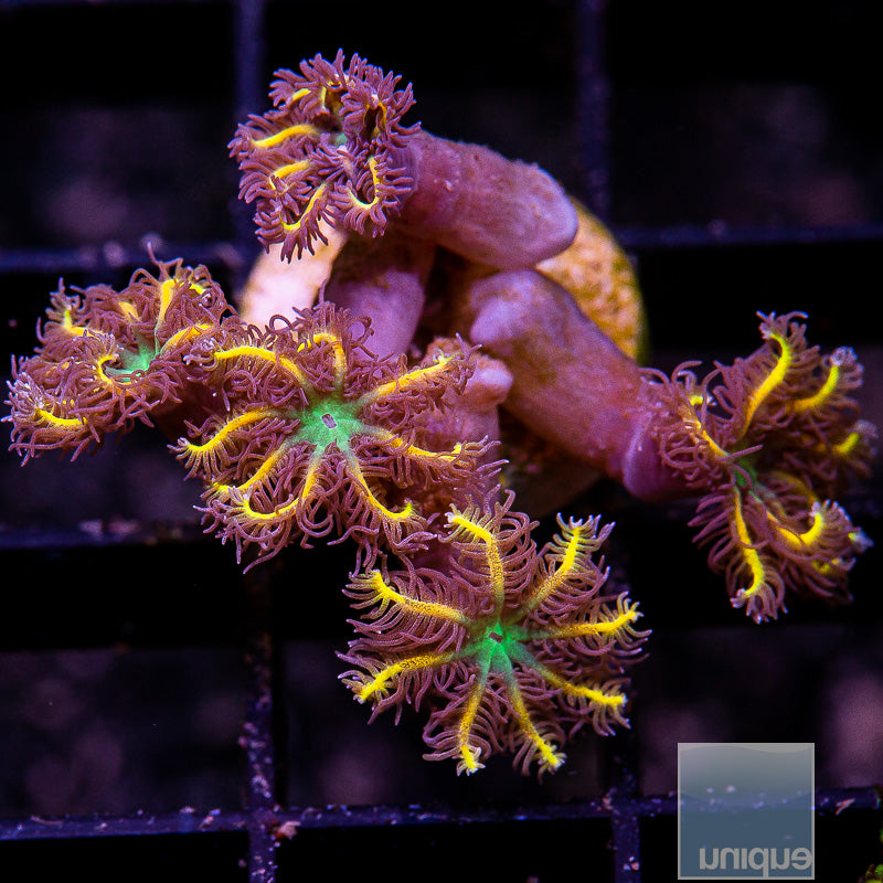UC Papaya Clove Polyp-WYSIWYG