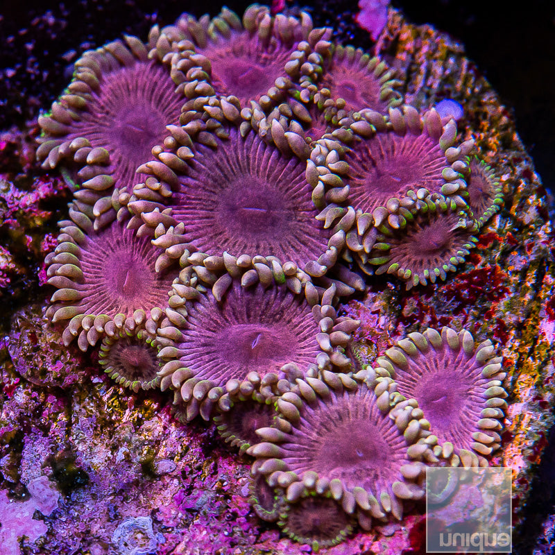 Unique Corals Pastel Pink Zoanthid-Stock Frag
