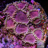 Unique Corals Pastel Pink Zoanthid-Stock Frag