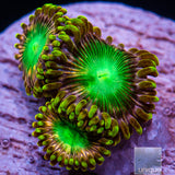 Pink Dragon Zoanthid- Stock Frag 3 Polyp