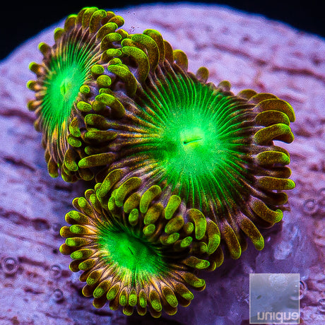 Pink Dragon Zoanthid- Stock Frag 3 Polyp