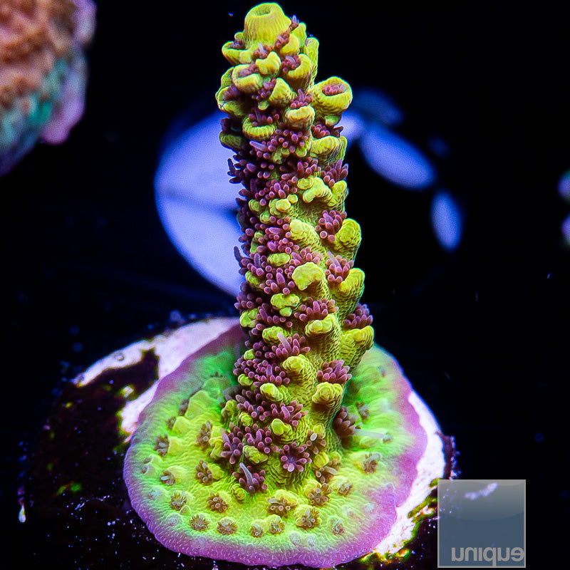 UC Pink Lemonade Acropora-WYSIWYG
