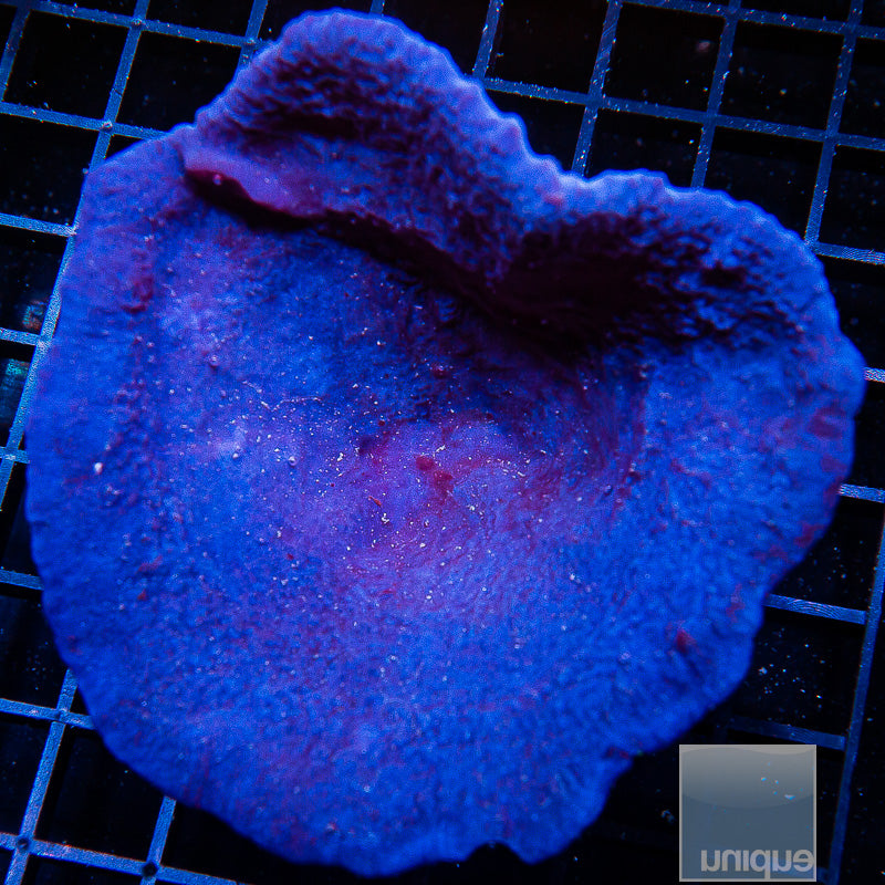 Unique Corals Plating Blue Sponge- Stock Frag