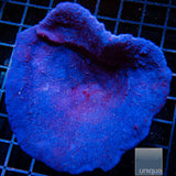 Unique Corals Plating Blue Sponge- Stock Frag