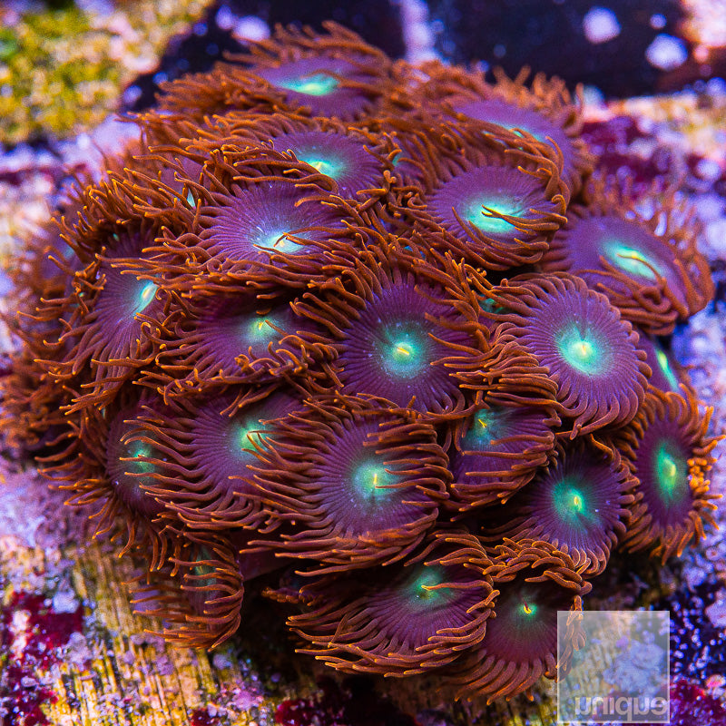 Unique Corals Punk Rocker Zoanthid-Stock