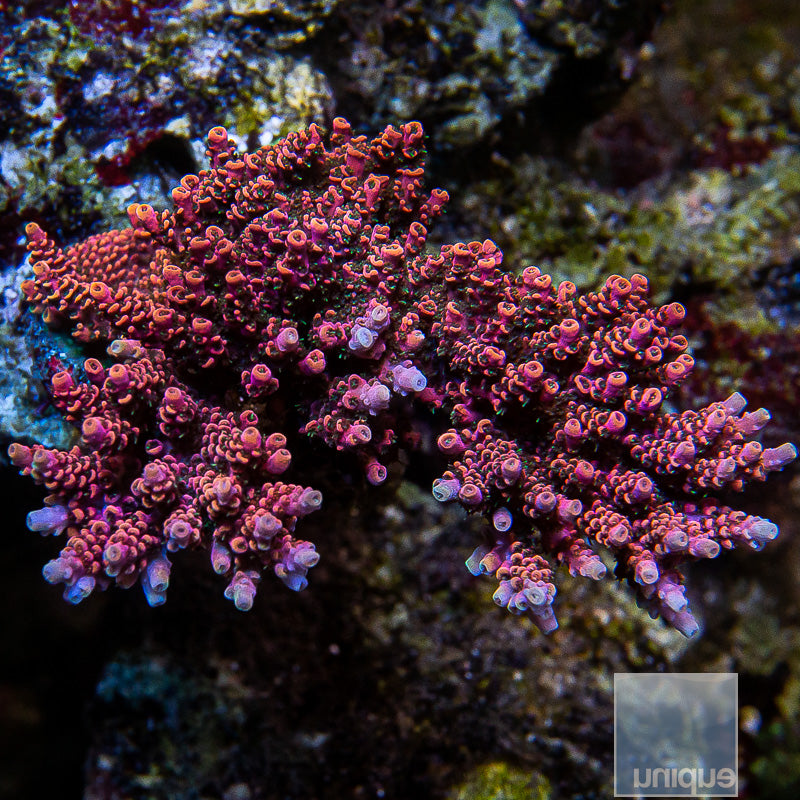 Unique Corals Rainbow Hyacinthus