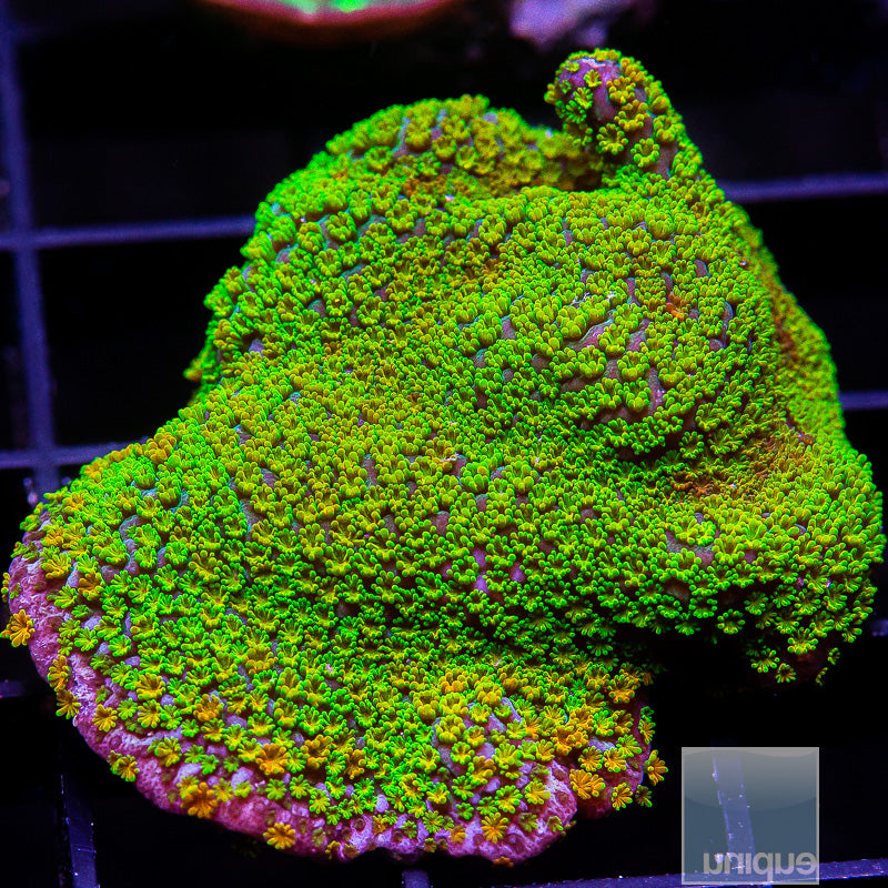 UC Rainbow Montipora-WYSIWYG