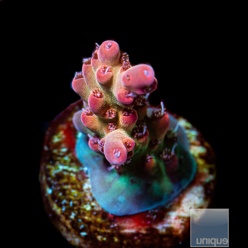 Unique Corals Rainbow Sherbet Microclados- WYSIWYG