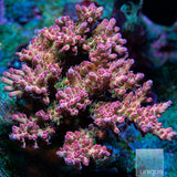 Unique Corals Rainbow Sherbet Microclados