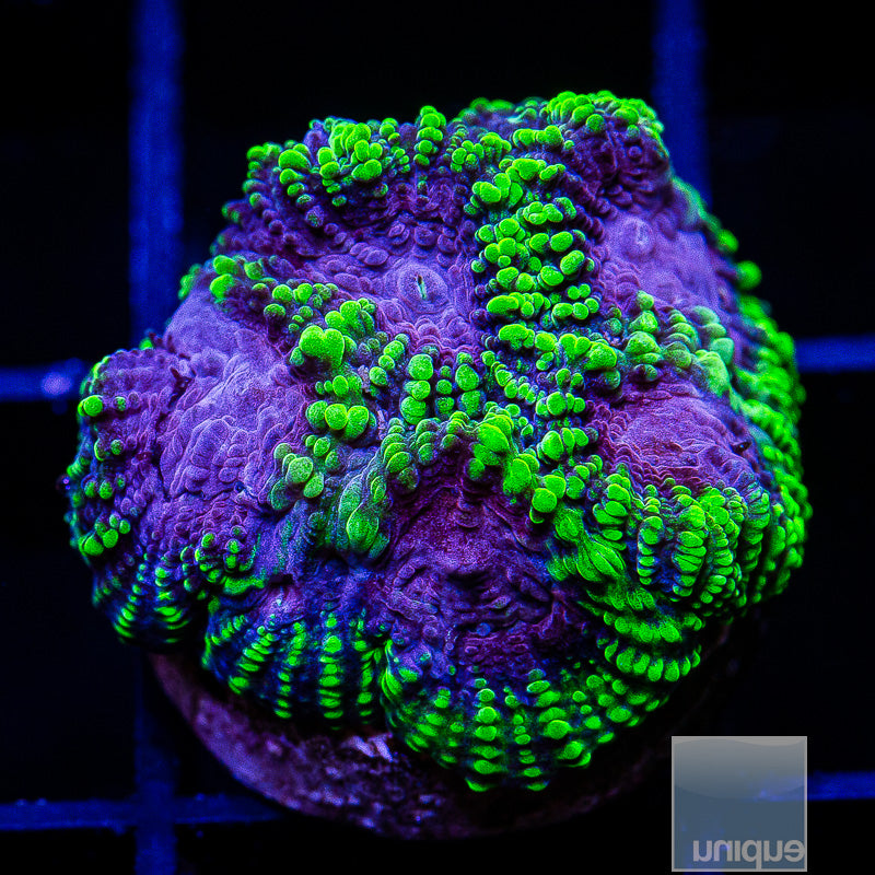 UC Raptor Favia-WYSIWYG