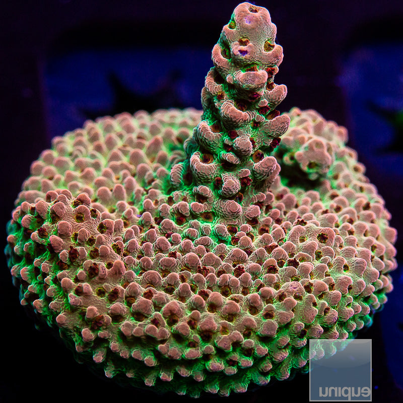 UC Red Planet Acropora-WYSIWYG
