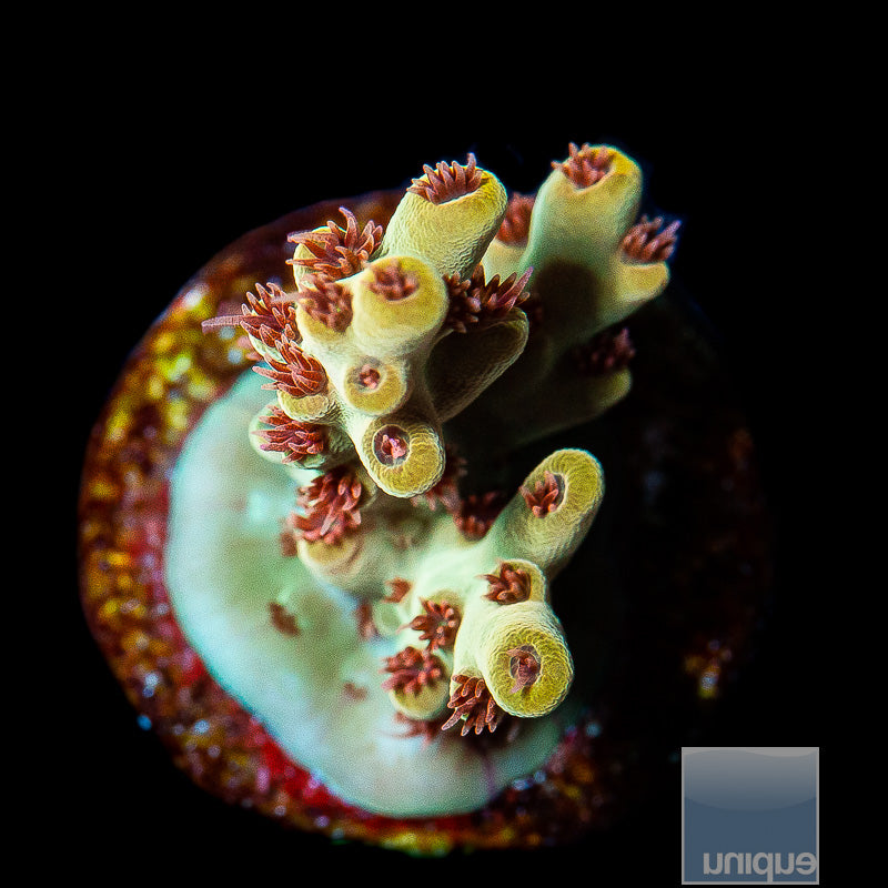 Unique Corals Scorpion on Fire-WYSIWYG