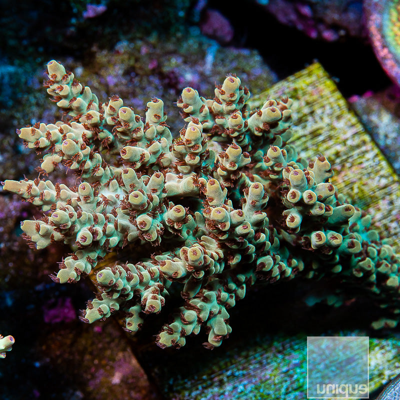 Unique Corals Scorpion on Fire