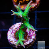 Unique Corals Screaming Birdsnest- Stock Frag